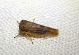 Idiocerus Leafhopper species