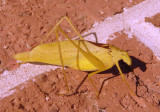 Amblycorypha oblongifolia; Oblong-winged Katydid