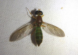 Ptecticus trivittatus; Soldier Fly species
