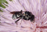 Triepeolus Cuckoo Bee species