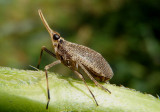 Scolops sulcipes; The Partridge Bug