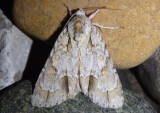 9236 - Acronicta morula; Ochre Dagger Moth