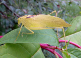 Amblycorypha oblongifolia; Oblong-winged Katydid