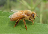 Apis mellifera; Western Honey Bee; female