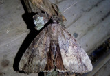 8784 - Catocala obscura; Obscure Underwing