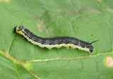 7789 - Ceratomia catalpae; Catalpa Sphinx caterpillar 