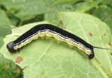 7789 - Ceratomia catalpae; Catalpa Sphinx caterpillar 