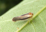 Omolicna uhleri; Derbid Planthopper species