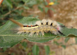 8316 - Orgyia leucostigma; White-marked Tussock Moth caterpillar