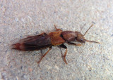 Platydracus cinnamopterus; Large Rove Beetle species