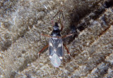 Fulvius imbecilis; Plant Bug species