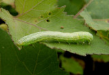 9720 - Ogdoconta cinereola; Common Pinkband caterpillar
