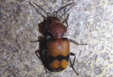 Panagaeus fasciatus; Hairy Ground Beetle species