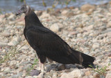Turkey Vulture; immature