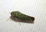 Tylozygus bifidus; Sharpshooter species