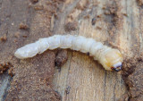 Cerambycidae Long-horned Beetle species larva