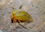 Ceresa Buffalo Treehopper species