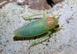 Gyponana octolineata; Leafhopper species; male