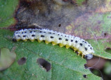 Macremphytus testaceus; Common Sawfly species larva