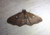 7414 - Orthonama obstipata; The Gem; female