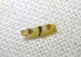 Empoa gillettei; Leafhopper species