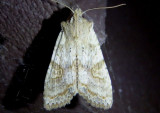 9873-10217 - Noctuidae; Cucillinae