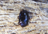 Margarinotus Clown Beetle species