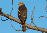 Coopers Hawk; immature