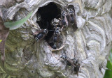 Dolichovespula maculata; Bald-faced Hornets