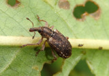 Hypera compta; Weevil species