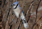 Blue Jay 