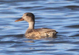 Gadwall; juvenile