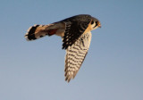 American Kestrel; male