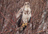 Bald Eagle; 3rd year