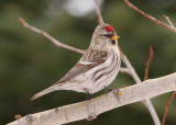 Common Redpoll; female