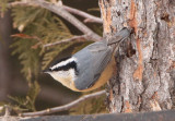 Red-breasted Nuthatch; female