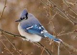 Blue Jay