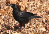 American Crow