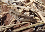 Aidemona azteca; Aztec Spur-throat; male