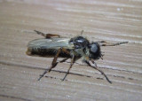 Bibio xanthopus; March Fly species; male