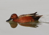 Cinnamon Teal; male