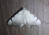 6385 - Digrammia triviata; Geometrid Moth species