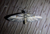 7598 - Eupithecia classicata; Geometrid Moth species