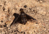 Villini Bee Fly species
