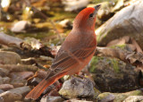 Hepatic Tanager; male