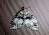 7222-7278 - Hydriomena Geometrid Moth species