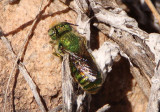 Osmia foxi; Mason Bee species; female