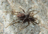 Pardosa Thin-legged Wolf Spider species