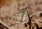 Pyrgus philetas; Desert Checkered Skipper; male 