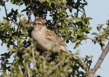 Rufous-winged Sparrow 